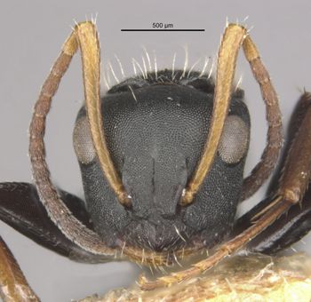 Media type: image;   Entomology 21624 Aspect: head frontal view